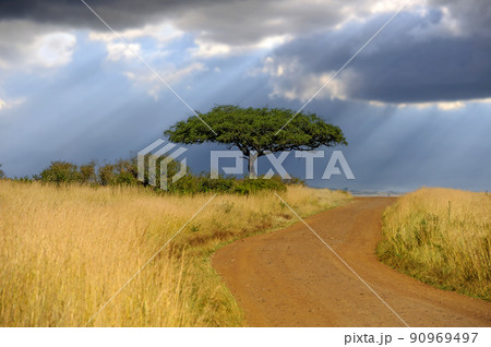Beautiful landscape with acacia tree and road in the African savannah on a background of stormy sky Beautiful landscape with acacia tree and road in the African savannah on a background of stormy sky 90969497
