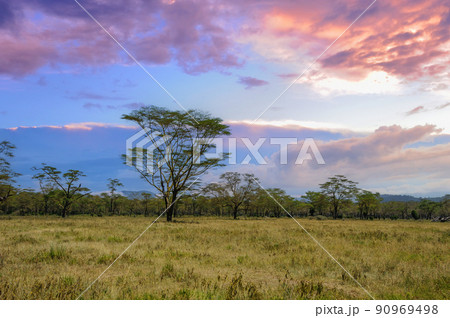Beautiful landscape with Acacia tree in African savannah Beautiful landscape with Acacia tree in African savannah 90969498