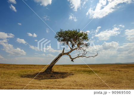 Beautiful landscape with Acacia tree in African savannah 90969500