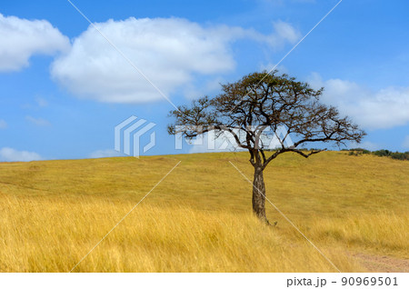 Beautiful landscape with Acacia tree in African savannah Beautiful landscape with Acacia tree in African savannah 90969501