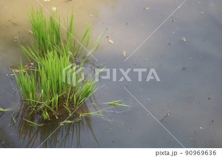 稲の苗 90969636