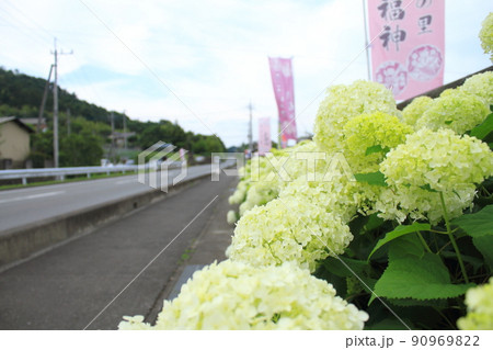 群馬県藤岡市の八塩あじさいの里公園 90969822