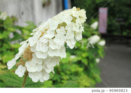 群馬県藤岡市の八塩あじさいの里公園 群馬県藤岡市の八塩あじさいの里公園 90969823
