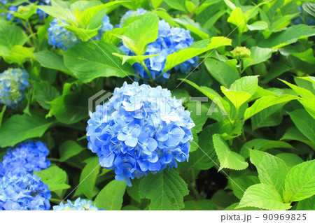 群馬県藤岡市の八塩あじさいの里公園 90969825