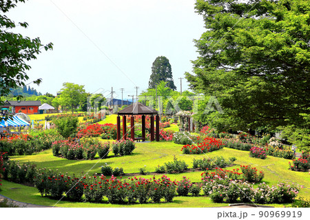 環境省認定 香り風景100選 東沢公園バラ園 90969919