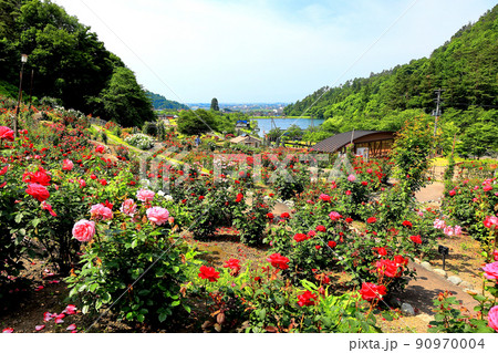 環境省認定 香り風景100選 東沢公園バラ園 90970004