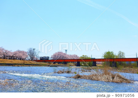 満開の桜並木　雪解けの清流　フラワー長井線 90971056