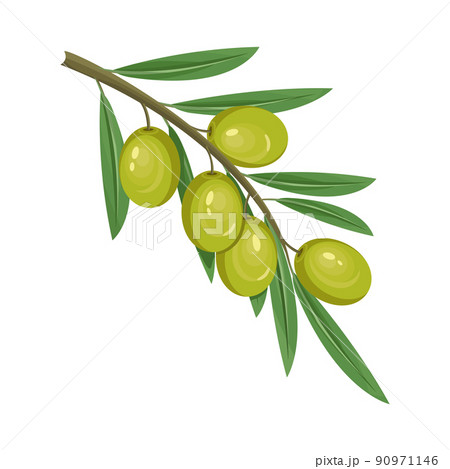 Olive berries or fruits, design element isolated. 90971146