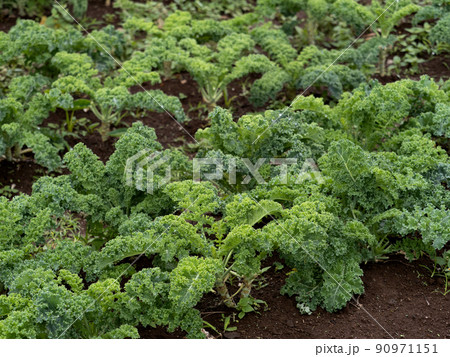 ケール畑 90971151