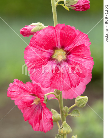 タチアオイの花 タチアオイの花 90971201