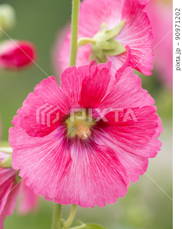 タチアオイの花 90971202