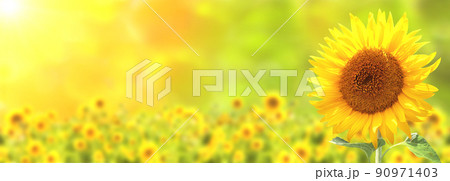 Sunflower on blurred sunny nature background. Horizontal agriculture summer banner with sunflowers field Sunflower on blurred sunny nature background. Horizontal agriculture summer banner with sunflowers field 90971403