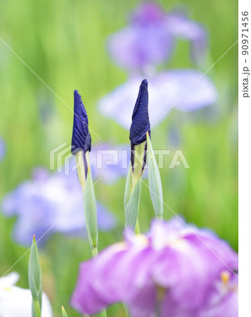 ハナショウブ 90971456