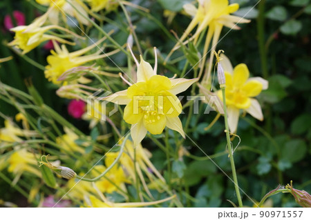 黄色の花 黄色の花 90971557