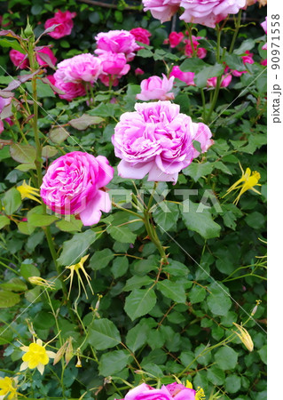 ピンクと緑と黄色の花壇 90971558