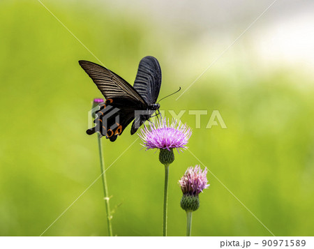 ノアザミの花で吸蜜しているクロアゲハ ノアザミの花で吸蜜しているクロアゲハ 90971589