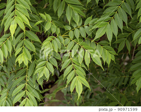 ニガキの木 90971599