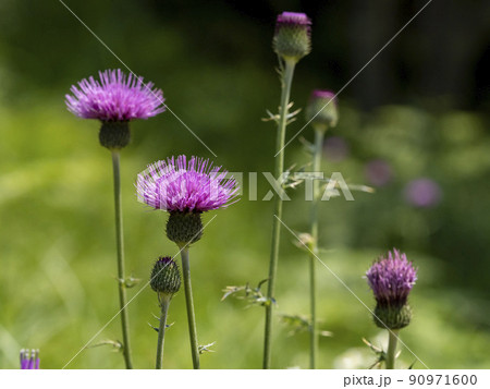 野アザミの花 90971600