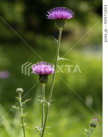 野アザミの花 90971603