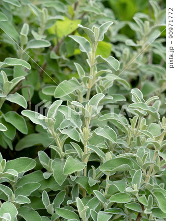 エルサレムセージ 90971772