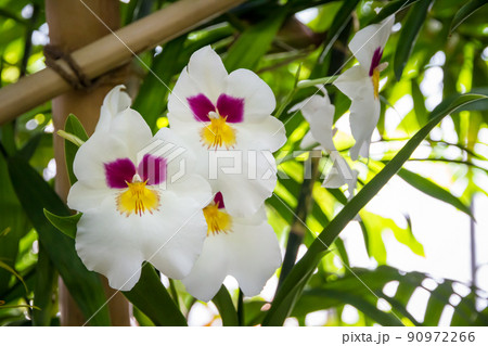 Orchid flower, Phalaenopsis Orchid flower, Phalaenopsis 90972266