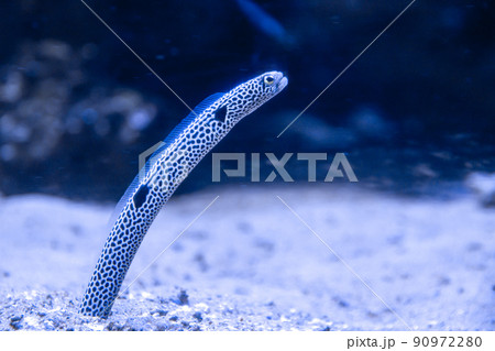 garden eels close-up view in ocean 90972280