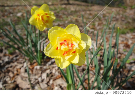 可愛く咲く黄色のスイセン 90972510