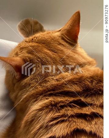 窓辺で手を伸ばし眠る猫 90973276