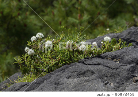 イソツツジ イソツツジ 90973459