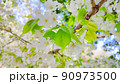 満開の大島桜 90973500