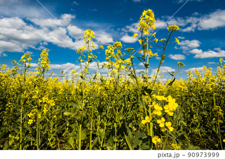 Blooming canola field and blu sky with white clouds 90973999