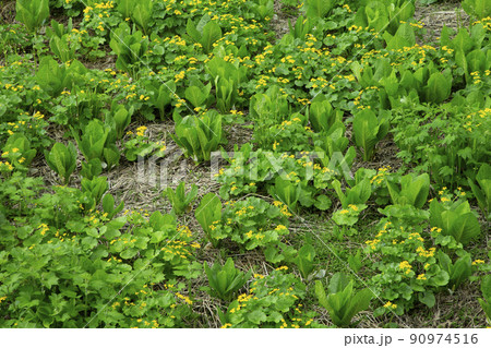 リュウキンカ 90974516