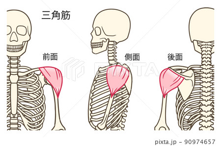 三角筋、肩の筋肉、前面、側面、後面、名称あり 90974657