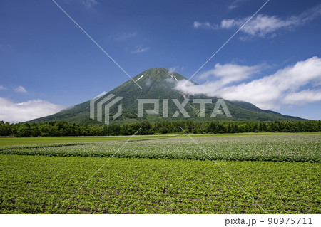 ジャガイモ畑と羊蹄山 90975711
