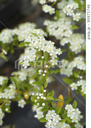 Scarlet firethorn 90975746