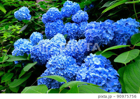 紫陽花 紫陽花 90975756
