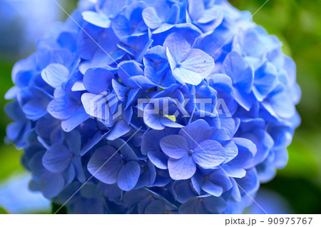 紫陽花 紫陽花 90975767