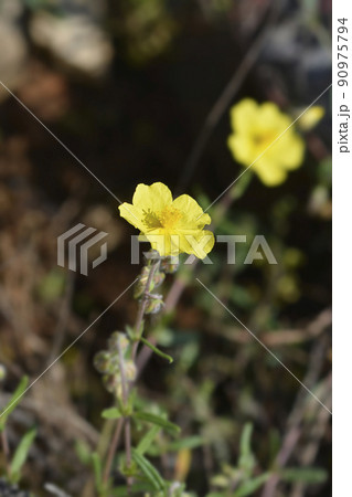 Common rockrose 90975794