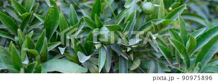 Beautiful natural green foliage and lime fruits, close-up 90975896