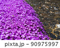 水辺の芝桜 90975997