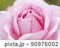 ふんわり咲くバラ 90976002
