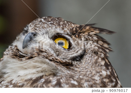 見つめるミミズク 見つめるミミズク 90976017