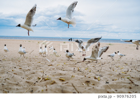 flock of sea gulls flying fighting for food on beach by the sea flock of sea gulls flying fighting for food on beach by the sea 90976205