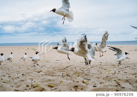 flock of sea gulls flying fighting for food on beach by the sea flock of sea gulls flying fighting for food on beach by the sea 90976206