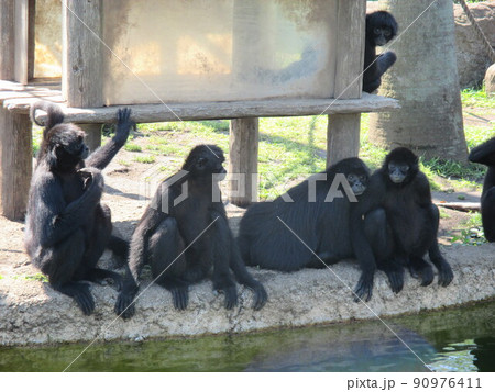 動物園にいた可愛らしいクロクモザル 動物園にいた可愛らしいクロクモザル 90976411