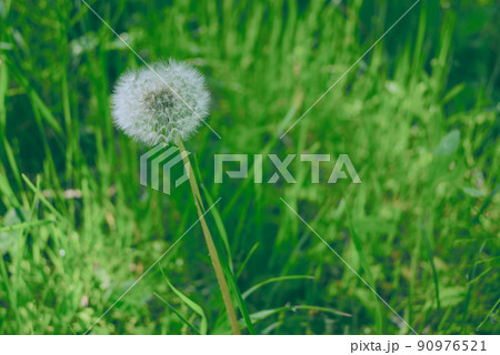タンポポの綿毛【初夏の里山】 90976521