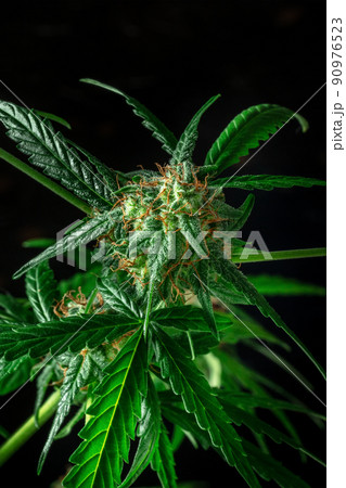 Cannabis with white and yellow flowers, on a black background 90976523
