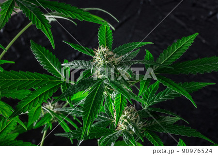 Blooming cannabis plants with green leaves and white and yellow flowers 90976524