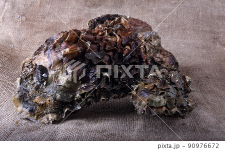 Oysters on bagging Oysters on bagging 90976672