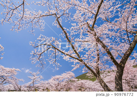 （静岡県）冨士霊園　満開の桜 90976772